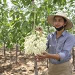 Firefly Flux Drumstick cultivation add female farmer 287059 1