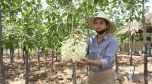 Firefly Flux Drumstick cultivation add female farmer 287059 1