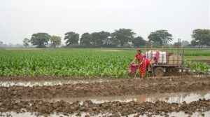 Firefly Flux अरहर की खेती ऐसे करें किसान दोगुनी होगी पैदावार खरीफ के सीजन में अरहर में जोताई से 287059 3