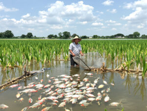 धान के खेत में मछली पालन: किसानों के लिए सोना उगाने का दोहरा मौका