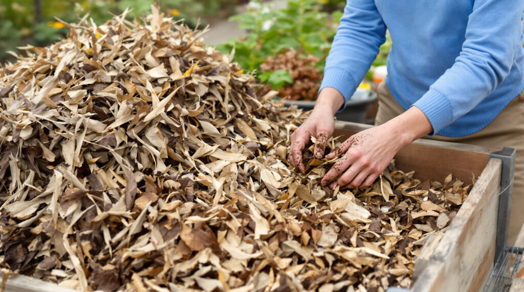 Firefly Flux सूखी पत्तियों को फेंके नहीं इससे बनेगी खाद पौधों के लिए होगी वरदान जानिये सूखी पत्त 287059