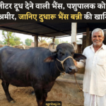 buffalo Banni