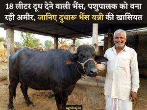 buffalo Banni