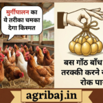 Firefly Gemini Flash मुर्गीपालन का ये तरीका चमका देगा किस्मत बस गाँठ बाँध लें ये बात तरक्की करने से कोई 147719