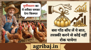 Firefly Gemini Flash मुर्गीपालन का ये तरीका चमका देगा किस्मत बस गाँठ बाँध लें ये बात तरक्की करने से कोई 147719