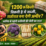 Firefly gpt image 1200 रु किलो बिकती है ये सब्जी रातोंरात बना देगी अमीर जानिए 4 महंगी सब्जियों की खे 461914 1