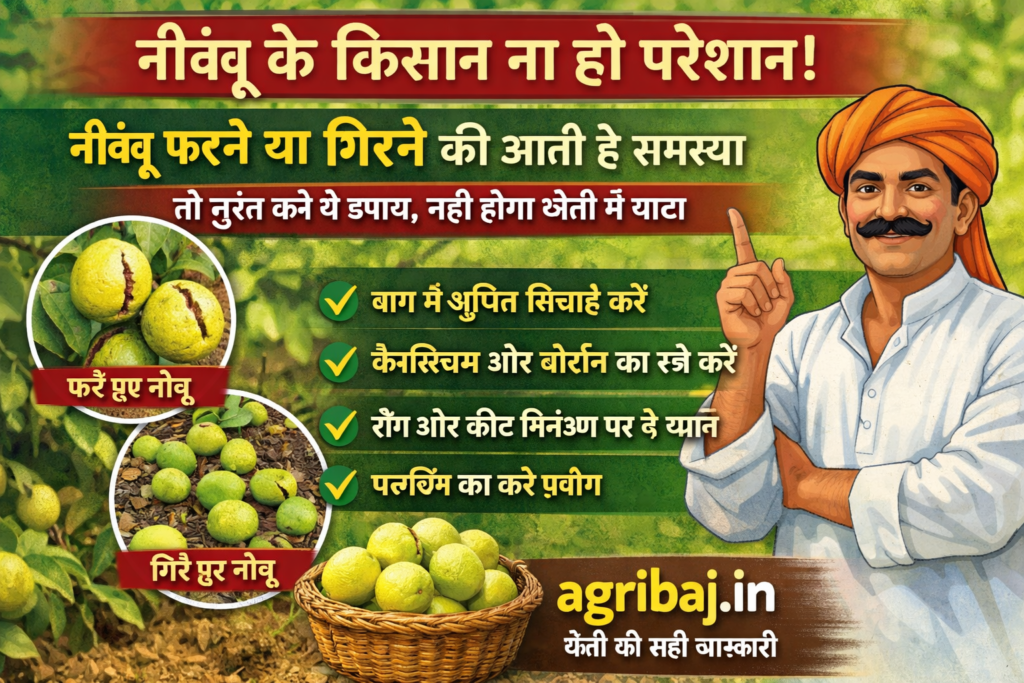 Firefly gpt image नींबू के किसान ना हो परेशान नींबू फटने या गिरने की आती है समस्या तो तुरंत करें ये उ 461914