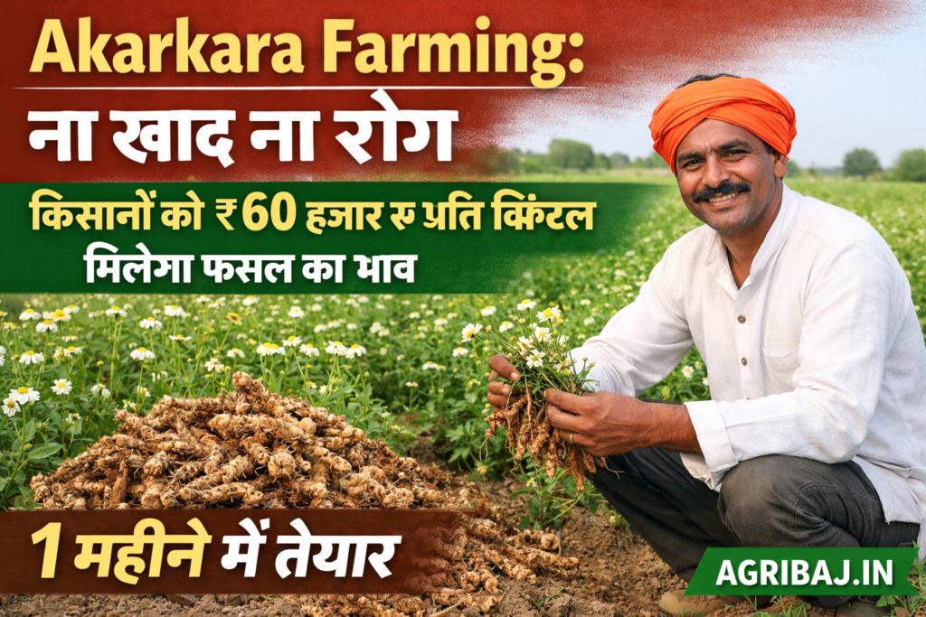 आकरकरा खेती: 1 महीने में तैयार, ₹60,000/क्विंटल तक भाव! 2 Firefly gpt image Akarkara Farming ना खाद ना रोग किसानों को ₹60 हजार रु प्रति क्विंटल मिलेगा फसल का भ 849039