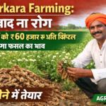 Aakarkara Farming: Ready in 1 month, price up to ₹60,000/quintal