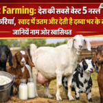 Firefly gpt image Goat Farming देश की सबसे बेस्ट 5 नस्ल की बकरियां स्वाद में उत्तम और देती है डब्बा भ 147719
