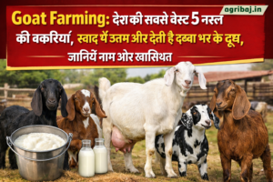 Firefly gpt image Goat Farming देश की सबसे बेस्ट 5 नस्ल की बकरियां स्वाद में उत्तम और देती है डब्बा भ 147719