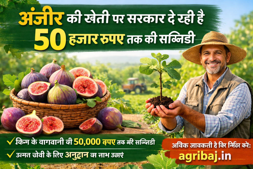 Firefly gpt image अंजीर की खेती पर सरकार दे रही है 50 हजार रुपए तक की सब्सिडी agribaj.in 334614