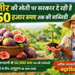 Firefly gpt image अंजीर की खेती पर सरकार दे रही है 50 हजार रुपए तक की सब्सिडी agribaj.in 334614