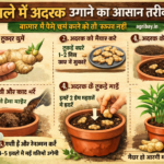 गमले में अदरक