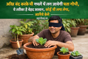 Firefly gpt image आँख बंद करके भी गमलें में लग जायेगी पत्ता गोभी ये तरीका है बेहद आसान कोई भी लगा लेग 722888