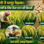 कम पानी में भरपूर पैदावार: सूखे इलाकों के लिए बेस्ट धान की किस्में