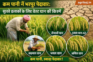 कम पानी में भरपूर पैदावार: सूखे इलाकों के लिए बेस्ट धान की किस्में