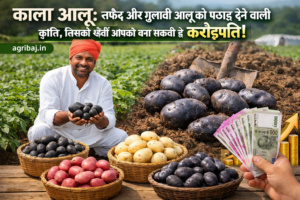 Firefly gpt image काला आलू सफेद और गुलाबी आलू को पछाड़ देने वाली क्रांति जिसकी खेती आपको बना सकती है 353618