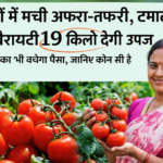 Firefly gpt image किसानों में मची अफरा तफरी टमाटर की ये वैरायटी 19 किलो देगी उपज कीटनाशक का भी बचेगा 287059 2