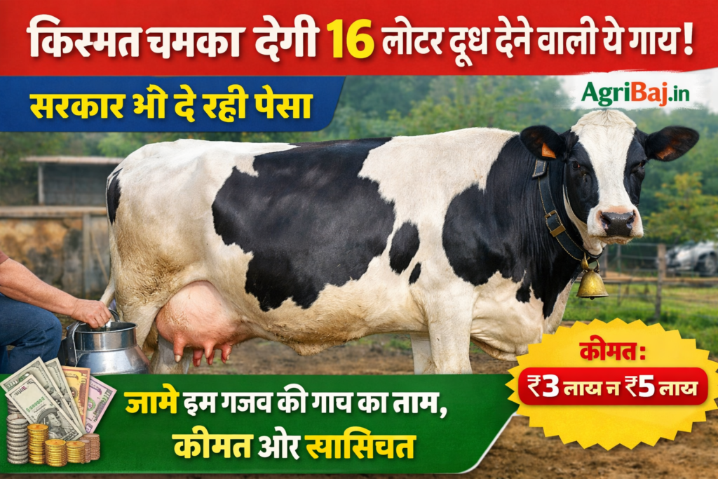 किस्मत चमका देगी 16 लीटर दूध देने वाली ये गाय, सरकार भी दे रही पैसा, जानिये इस गजब की गाय का नाम, कीमत और खासियत 2 साहीवाल