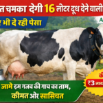 साहीवाल
