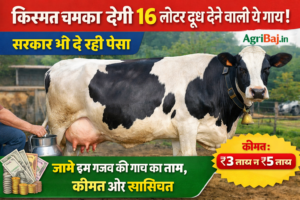 साहीवाल