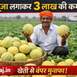 खरबूजा लगाकर 3 लाख की कमाई