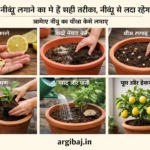 Firefly gpt image गमले में नींबू लगाने का ये है सही तरीका नींबू से लदा रहेगा हमेशा पौधा जानिए नींबू क 404894