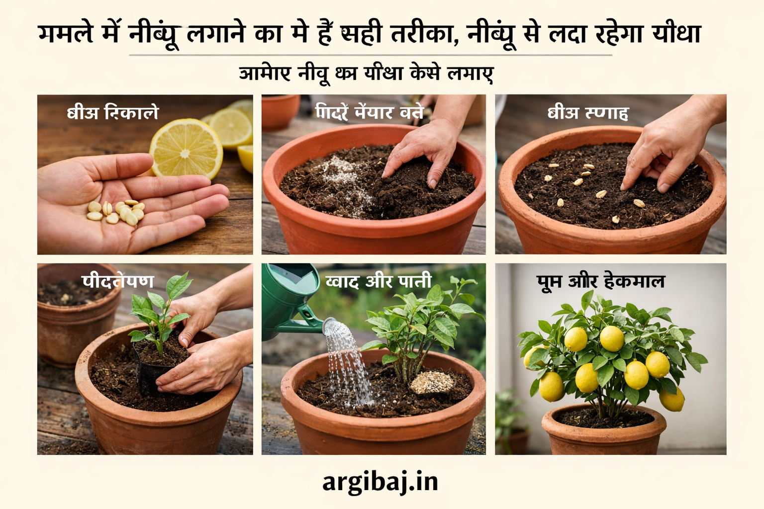 Firefly gpt image गमले में नींबू लगाने का ये है सही तरीका नींबू से लदा रहेगा हमेशा पौधा जानिए नींबू क 404894