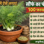 गमलें में ऐसे लगाएं सौंफ का पौधा