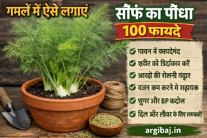 गमलें में ऐसे लगाएं सौंफ का पौधा