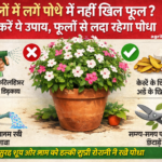 Firefly gpt image गमलें में लगे पौधे में नहीं खिल फूल तो करें ये उपाय फूलों से लदा रहेगा पौधा agri 417053