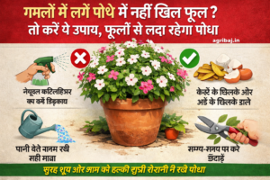 Firefly gpt image गमलें में लगे पौधे में नहीं खिल फूल तो करें ये उपाय फूलों से लदा रहेगा पौधा agri 417053