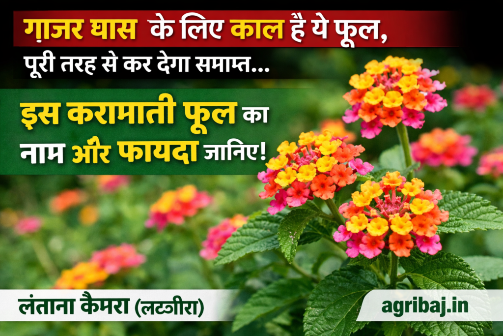 Firefly gpt image गाजर घास के लिए काल है ये फूल पूरी तरह से कर देगा समाप्त जानिये इस करामाती फूल का न 722888