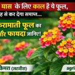 Firefly gpt image गाजर घास के लिए काल है ये फूल पूरी तरह से कर देगा समाप्त जानिये इस करामाती फूल का न 722888
