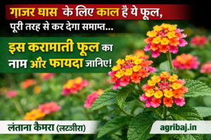 Firefly gpt image गाजर घास के लिए काल है ये फूल पूरी तरह से कर देगा समाप्त जानिये इस करामाती फूल का न 722888