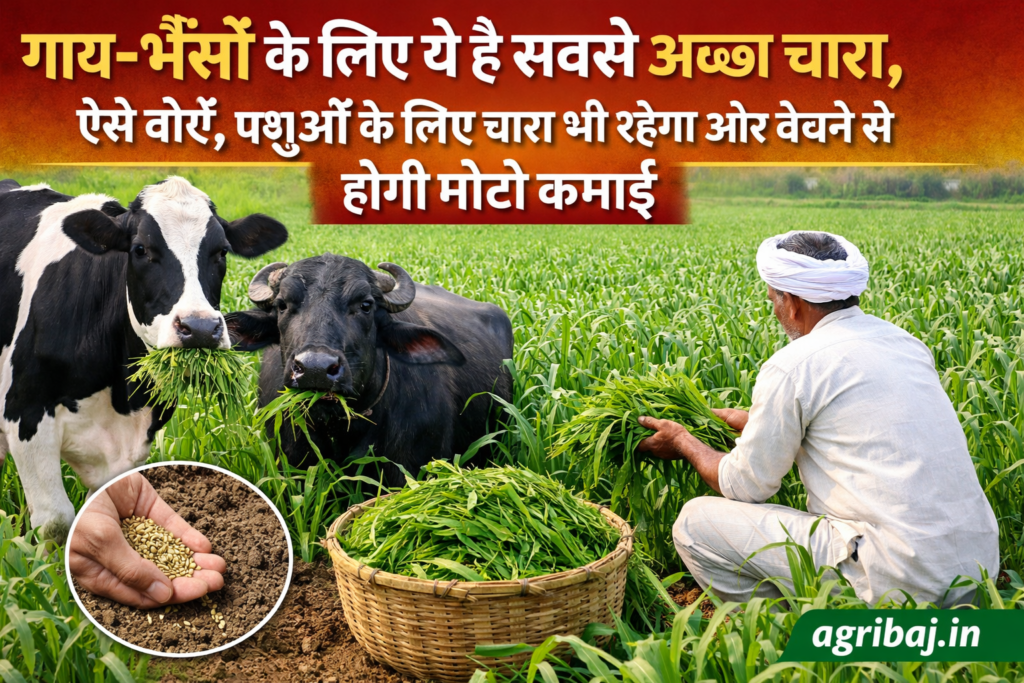 This is the best fodder for cows and buffaloes