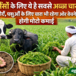 This is the best fodder for cows and buffaloes