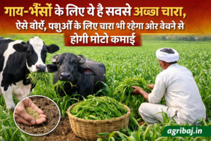 This is the best fodder for cows and buffaloes