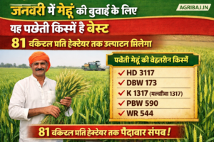 गेहूं बुवाई