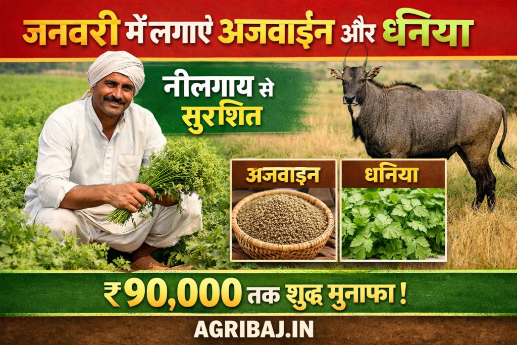 Firefly gpt image जनवरी में लगाएं अजवाइन और धनिया नीलगाय से सुरक्षित ₹90000 तक शुद्ध मुनाफा AGRIBA 849039
