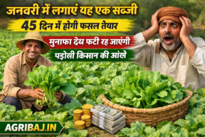 Plant radishes in January