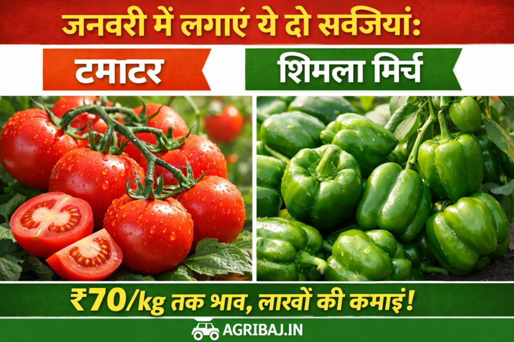 जनवरी में लगाएं ये दो सब्जियां: टमाटर और शिमला मिर्च – ₹70/kg तक भाव, लाखों की कमाई!