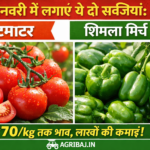 जनवरी में लगाएं ये दो सब्जियां: टमाटर और शिमला मिर्च – ₹70/kg तक भाव, लाखों की कमाई!