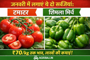 जनवरी में लगाएं ये दो सब्जियां: टमाटर और शिमला मिर्च – ₹70/kg तक भाव, लाखों की कमाई!