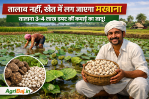 Firefly gpt image तालाब नहीं खेत में लग जाएगा मखाना सालाना 3 4 लाख रुपए की कमाई का जादू 3d agriba 371224