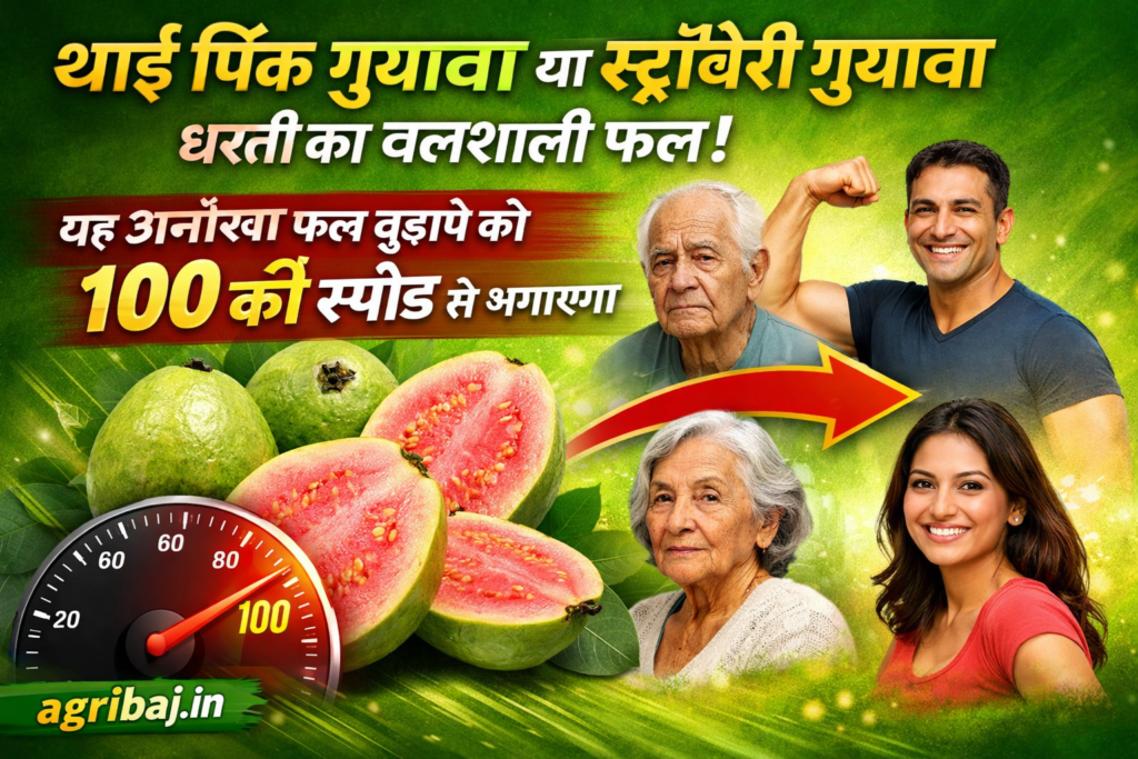 धरती का बलशाली फल: यह अनोखा फल बुढ़ापे को 100 की स्पीड से भगाएगा, 2 Firefly gpt image थाई पिंक गुआवा या स्ट्रॉबेरी गुआवा धरती का बलशाली फल यह अनोखा फल बुढ़ापे को 100 की 353618