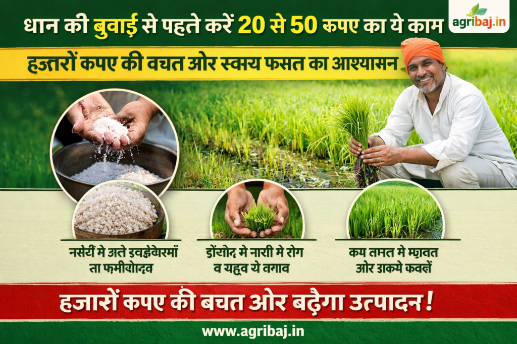 धान की बुवाई से पहले करें 20 से 50 रुपए का ये काम, हजारों रुपए की बचत और स्वस्थ फसल का आश्वासन 2 धान की बुवाई
