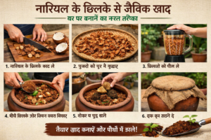 Firefly gpt image नारियल के छिलके से जैविक खाद घर पर बनाने का सरल तरीका 769427