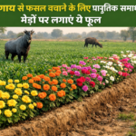 नीलगाय-से-फसल-बचाने-के-लिए-प्राकृतिक-समाधान-मेड़ों-पर-लगाएं-ये-फूल